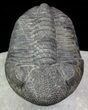 Drotops Trilobite With White Patina - Beautiful! #69756-3